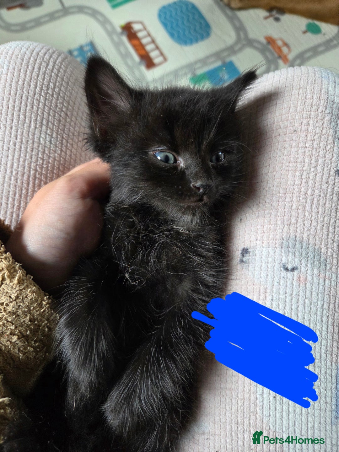 Domestic Shorthair cats for sale: Kittens - Image 1