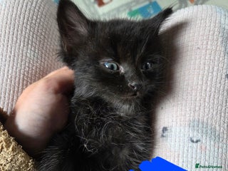 Domestic Shorthair cats - Advert 8