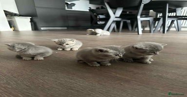 British Shorthair cats - Advert 2