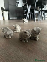 British Shorthair cats - Advert 2