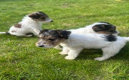 Fox Terrier dogs for sale: Fox Terrier puppies for sale - 07704995261 - Image 9