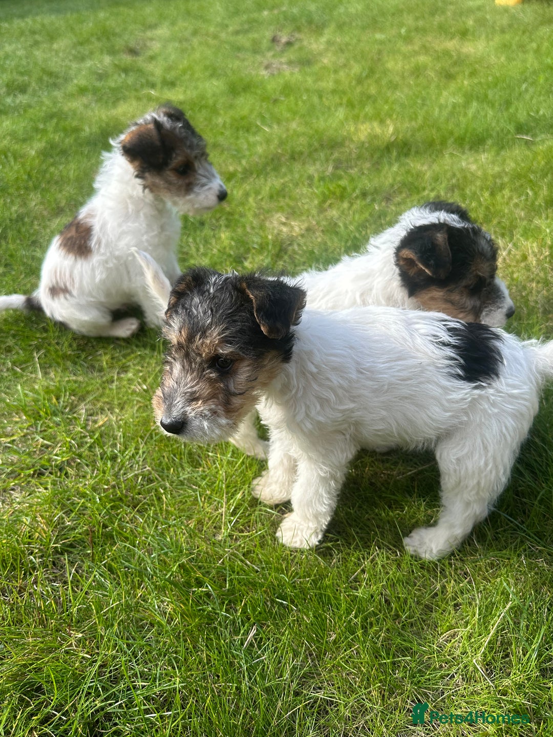Fox Terrier dogs for sale: Fox Terrier puppies for sale - 07704995261 - Image 9