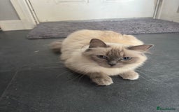 Ragdoll cats for sale: Female Ragdoll cat - Image 2