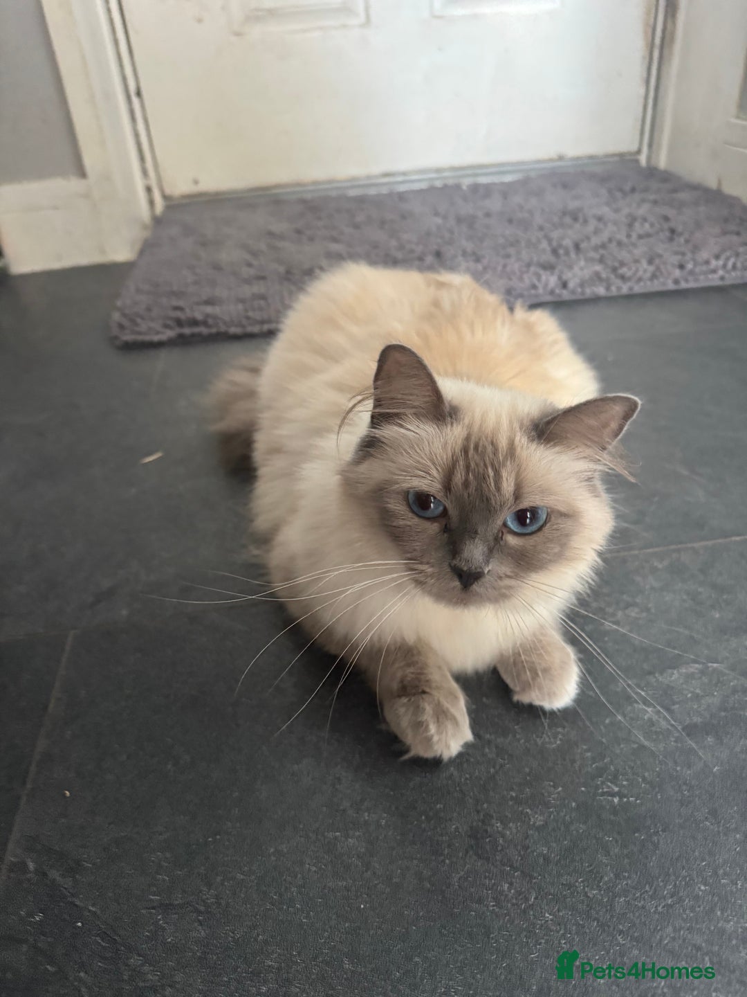 Ragdoll cats for sale: Female Ragdoll cat - Image 2