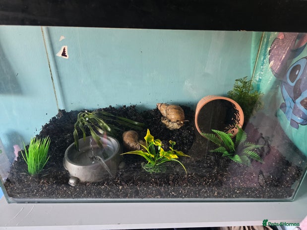 Snails invertebrates - Advert 3