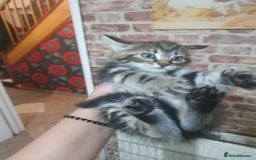 Bengal cats for sale: Davina - Image 3