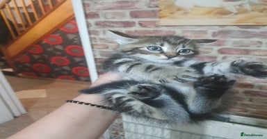 Bengal cats - Advert 7