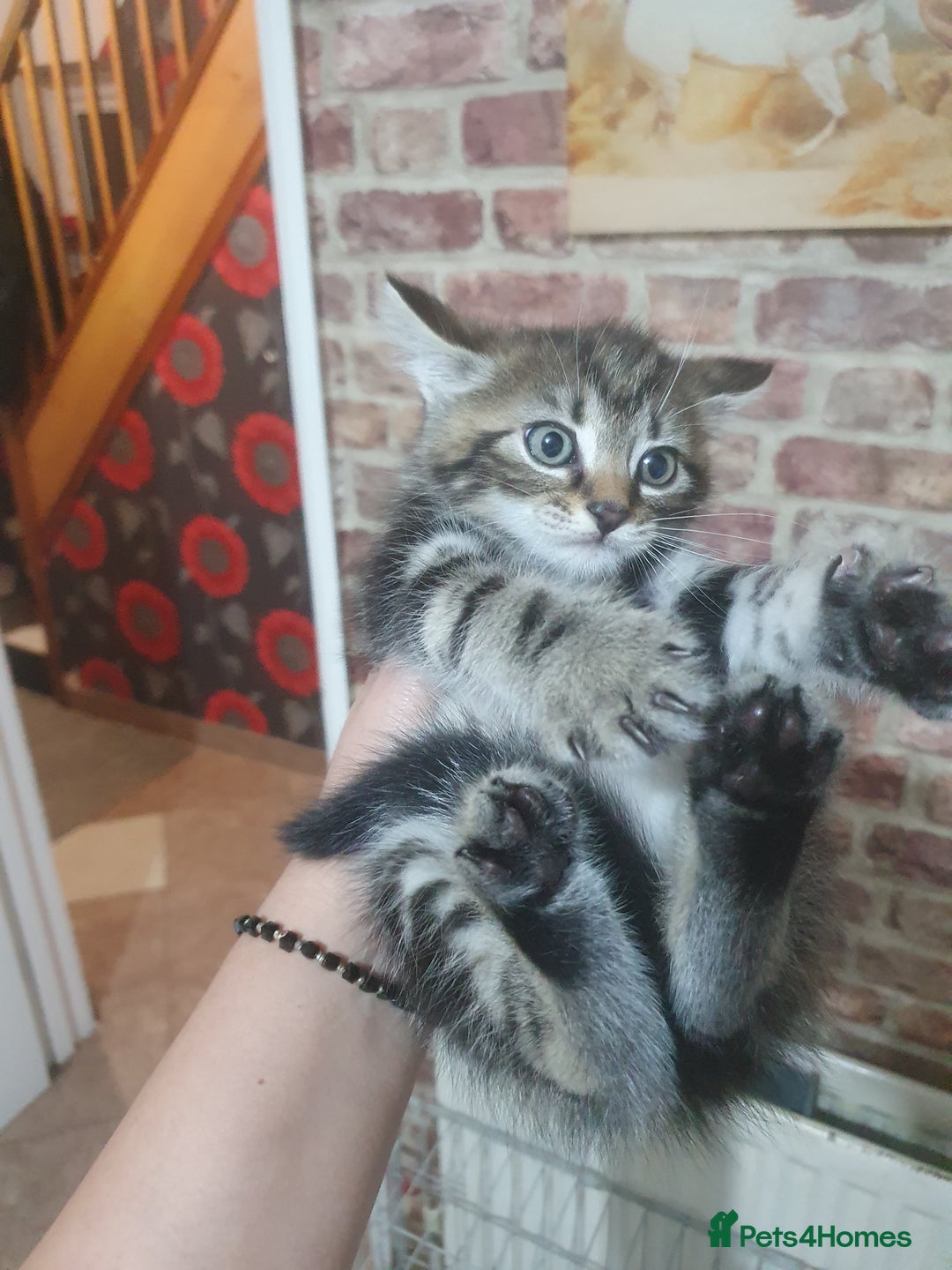 Bengal cats for sale: Davina - Image 3