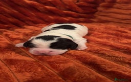 Cocker Spaniel dogs for sale: 4 Cocker spaniel puppy’s  - Advert 10