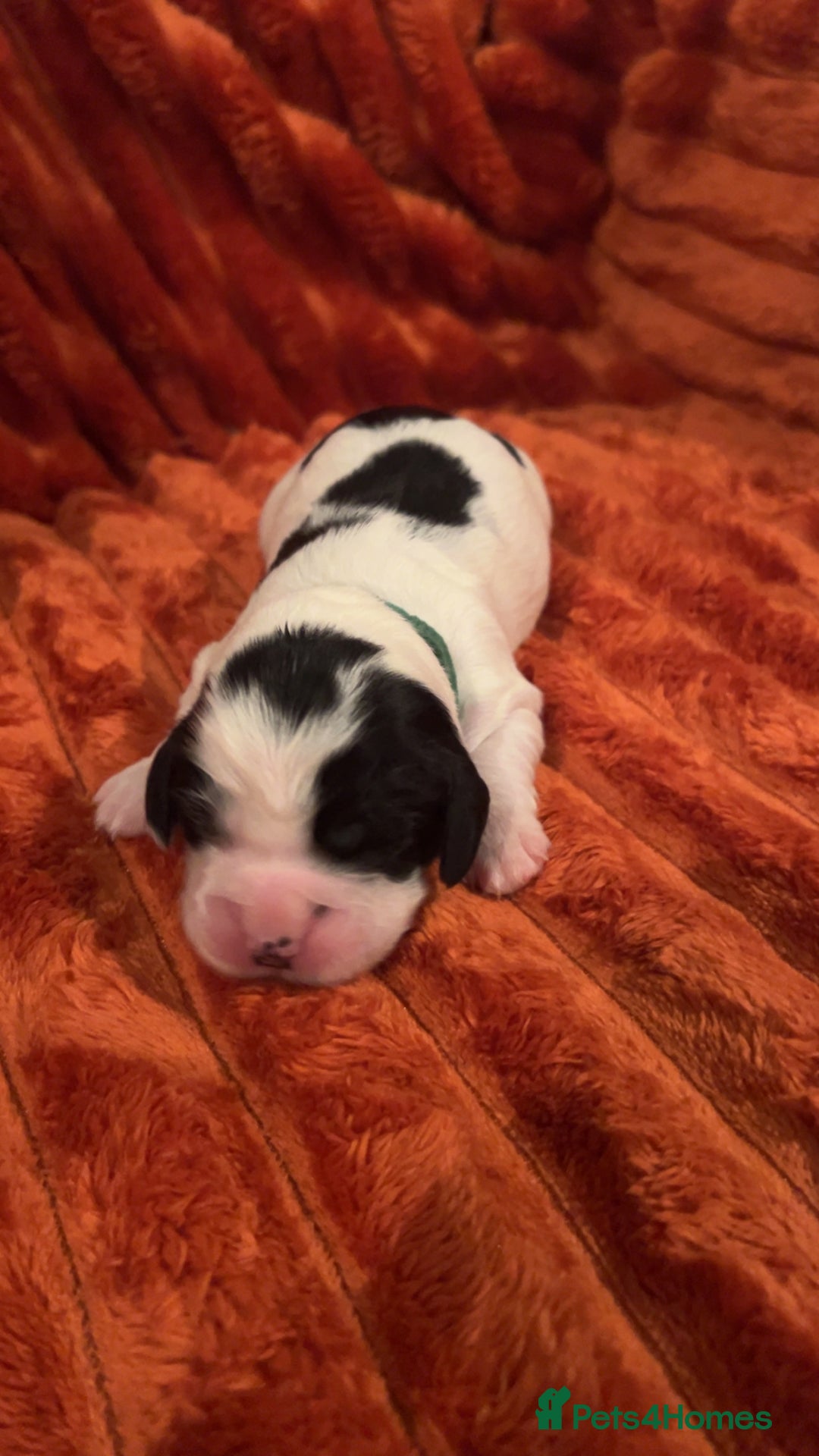 Cocker Spaniel dogs for sale: 4 Cocker spaniel puppy’s  - Advert 10