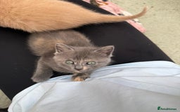 British Shorthair cats for sale: British Shorthair kittens girls - Image 9