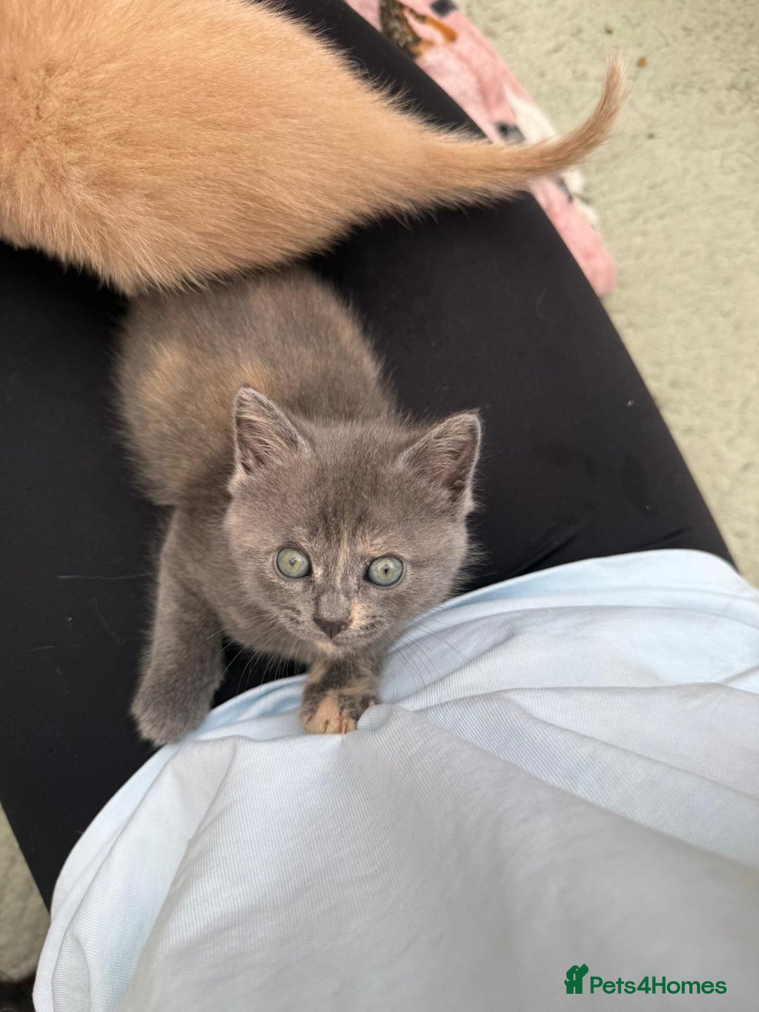 British Shorthair cats for sale: British Shorthair kittens girls - Image 9