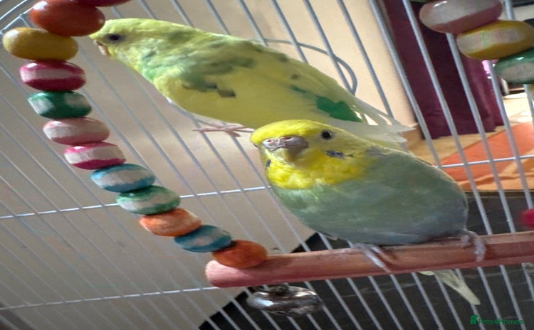 Budgerigars birds - Advert 8