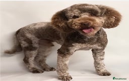 Cavapoo dogs for sale: 🐾 Gorgeous Health Tested F1 Cavapoo Puppies 🐶🐾 - Image 25