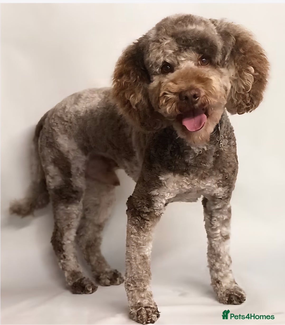 Cavapoo dogs for sale: 🐾 Gorgeous Health Tested F1 Cavapoo Puppies 🐶🐾 - Image 25