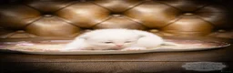 Ragdoll cats for sale: Ragdoll Kitten Girl LSEF 94% Purity HALF PRICE! - Advert 6
