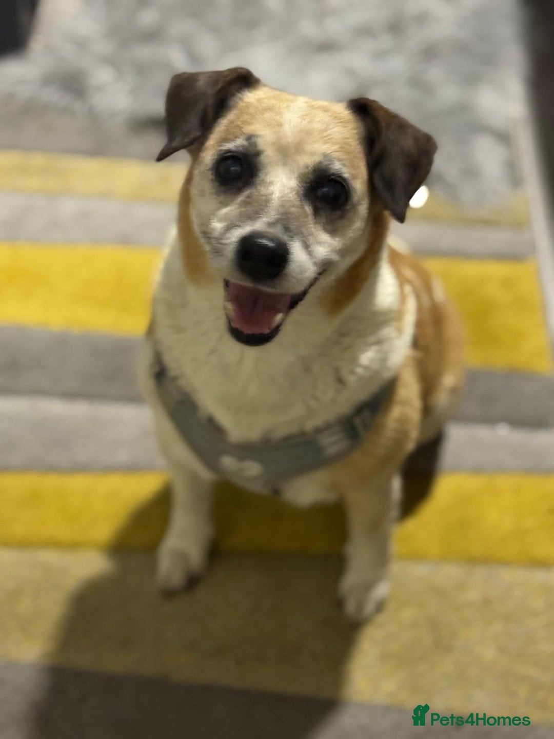 Mixed Breed dogs for adoption: Sweetheart Folti needs her home - Advert 1