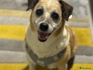 Mixed Breed dogs Sweetheart Folti needs her home - Advert 1