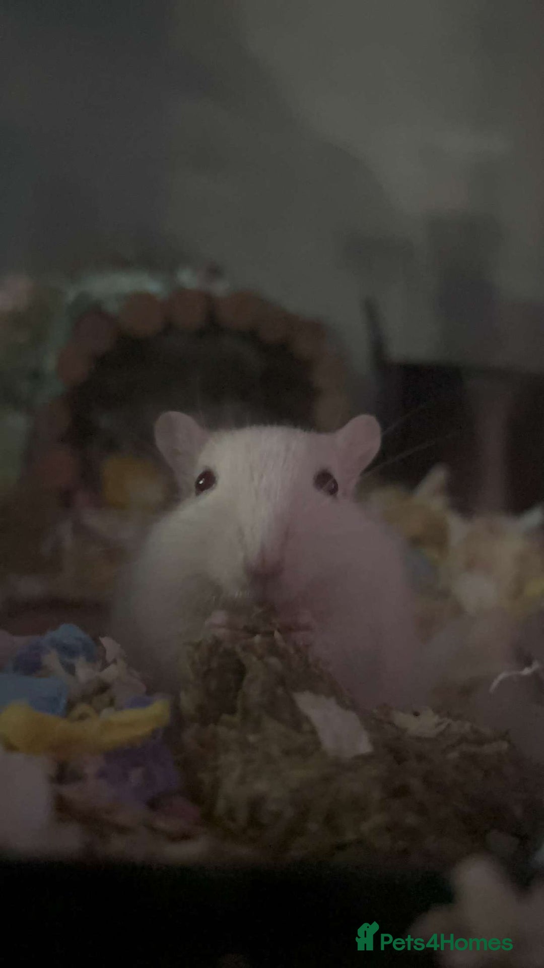 Gerbil rodents for sale: 2 Lovely Male Gerbils Needing New Home - Advert 6