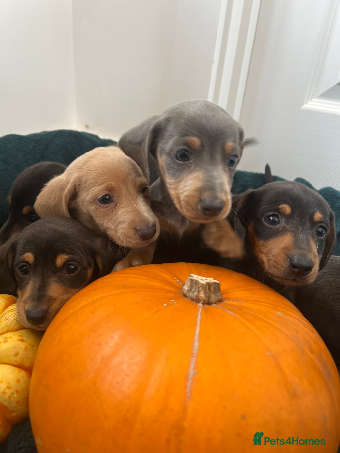 Dachshund dogs for sale: 6 beautiful dachshund puppies  - Image 4