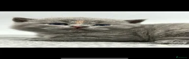 British Shorthair 1