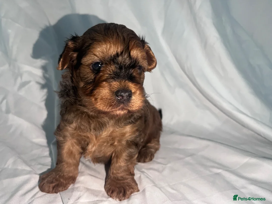 Yorkiepoo dogs for sale: Yorkiepoo Outstanding beautiful puppies - Advert 2