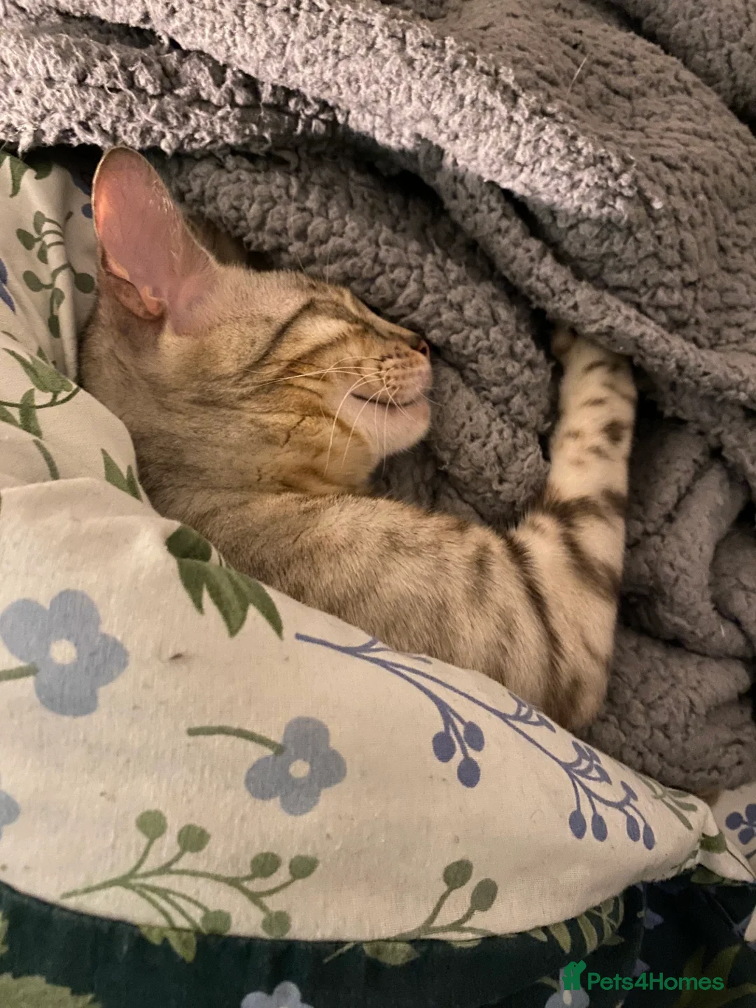 Bengal cats for sale: Snow Bengal - Female in Manchester - Advert 6