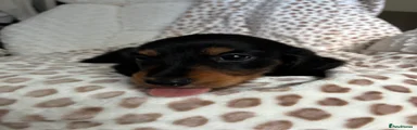 Miniature Dachshund 3