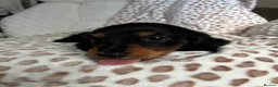 Miniature Dachshund dogs for sale: BLACK AND TAN MINIATURE DOXIES  in Wallsend - Advert 4