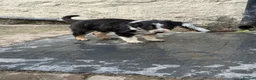 Border Collie dogs for sale: Border collie pups for sale - Advert 21