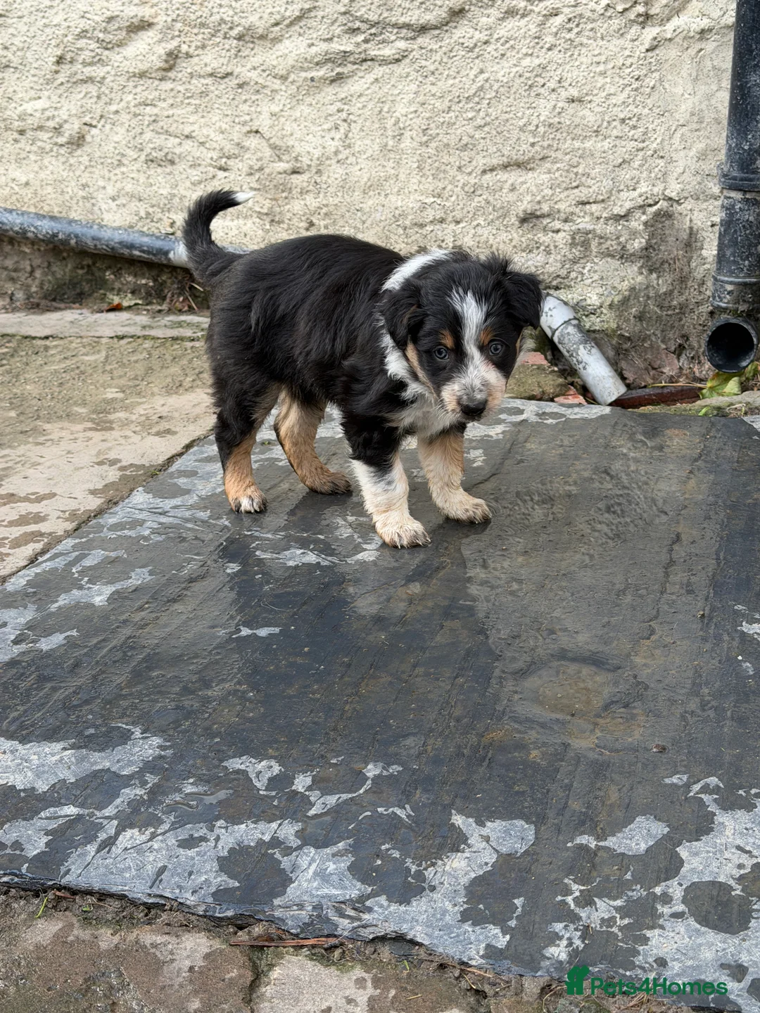 Border Collie dogs for sale: Border collie pups for sale - Advert 21