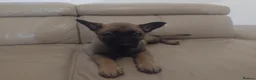 German Shepherd dogs for sale: German shepherd Puppies - Advert 9