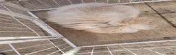Angora rabbits for sale: Teddydwerg doe - Advert 8