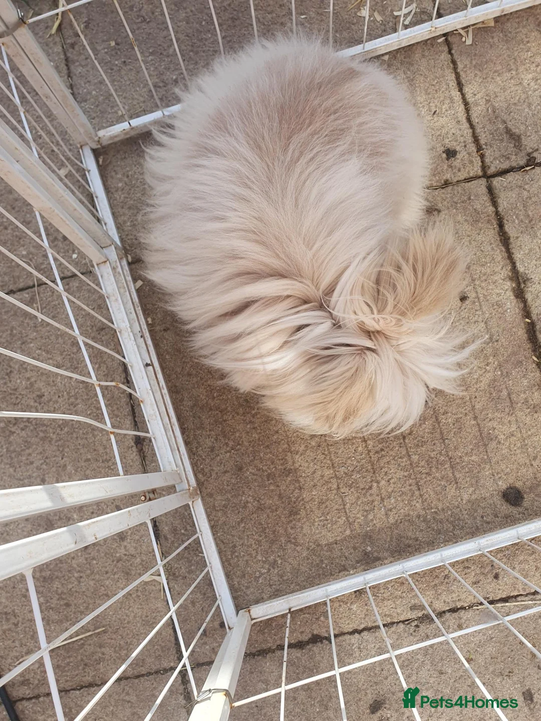 Angora rabbits for sale: Teddydwerg doe - Advert 8