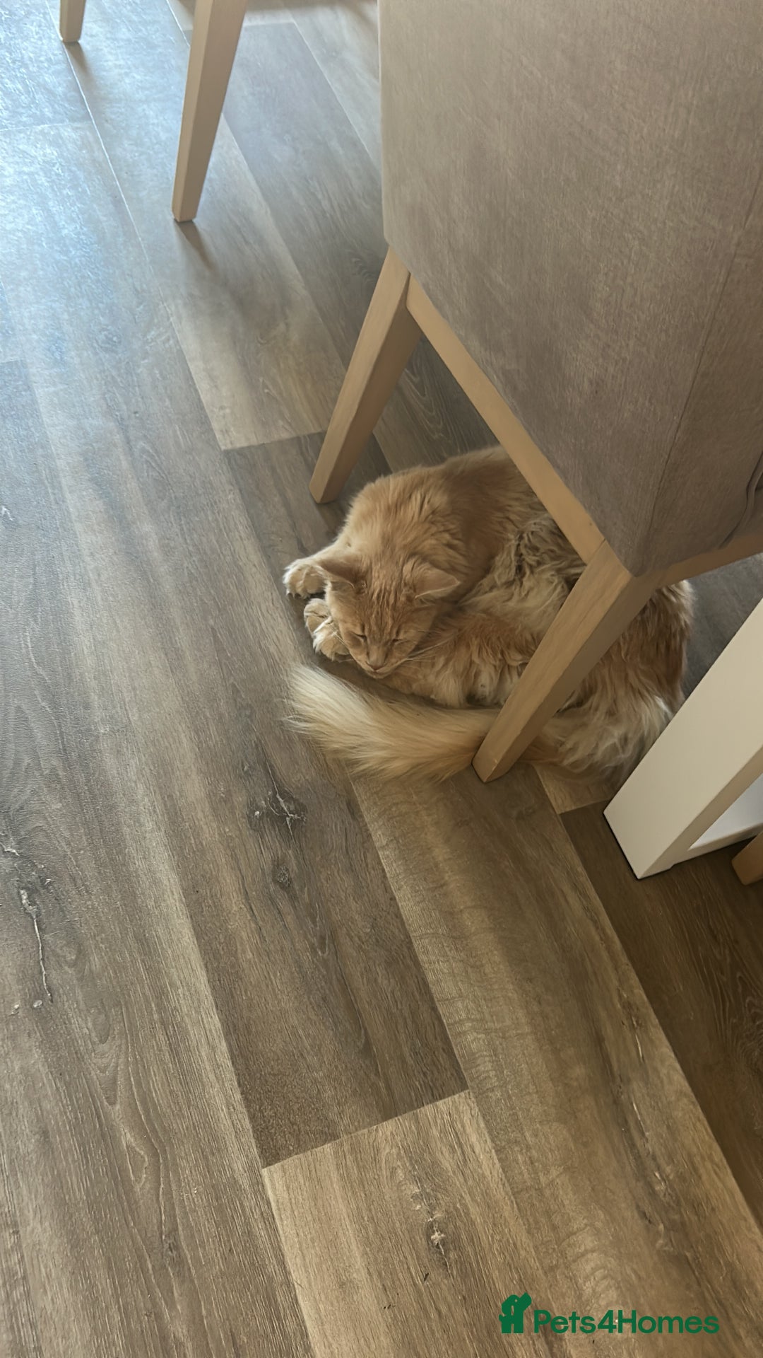 Maine Coon cats for sale: 🐾 Pedigree Cream Maine Coon - Image 6
