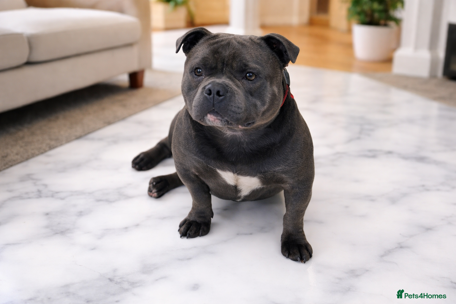 Staffordshire Bull Terrier dogs 2 SOLID BLUE MALES AVAILABLE FOR STUD  - Advert 3