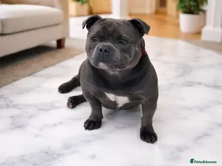 Staffordshire Bull Terrier dogs 2 SOLID BLUE MALES AVAILABLE FOR STUD - Advert 3