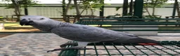 Parrots birds for sale: congo african gray parrots for sale  in Oldham - Advert 3