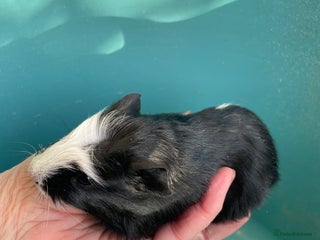 Guinea Pig rodents Baby Guinea Pigs. - Advert 11