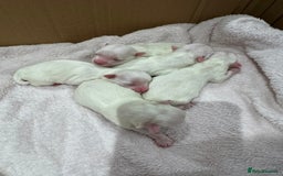 Maltese dogs for sale: Maltese puppies - Image 4