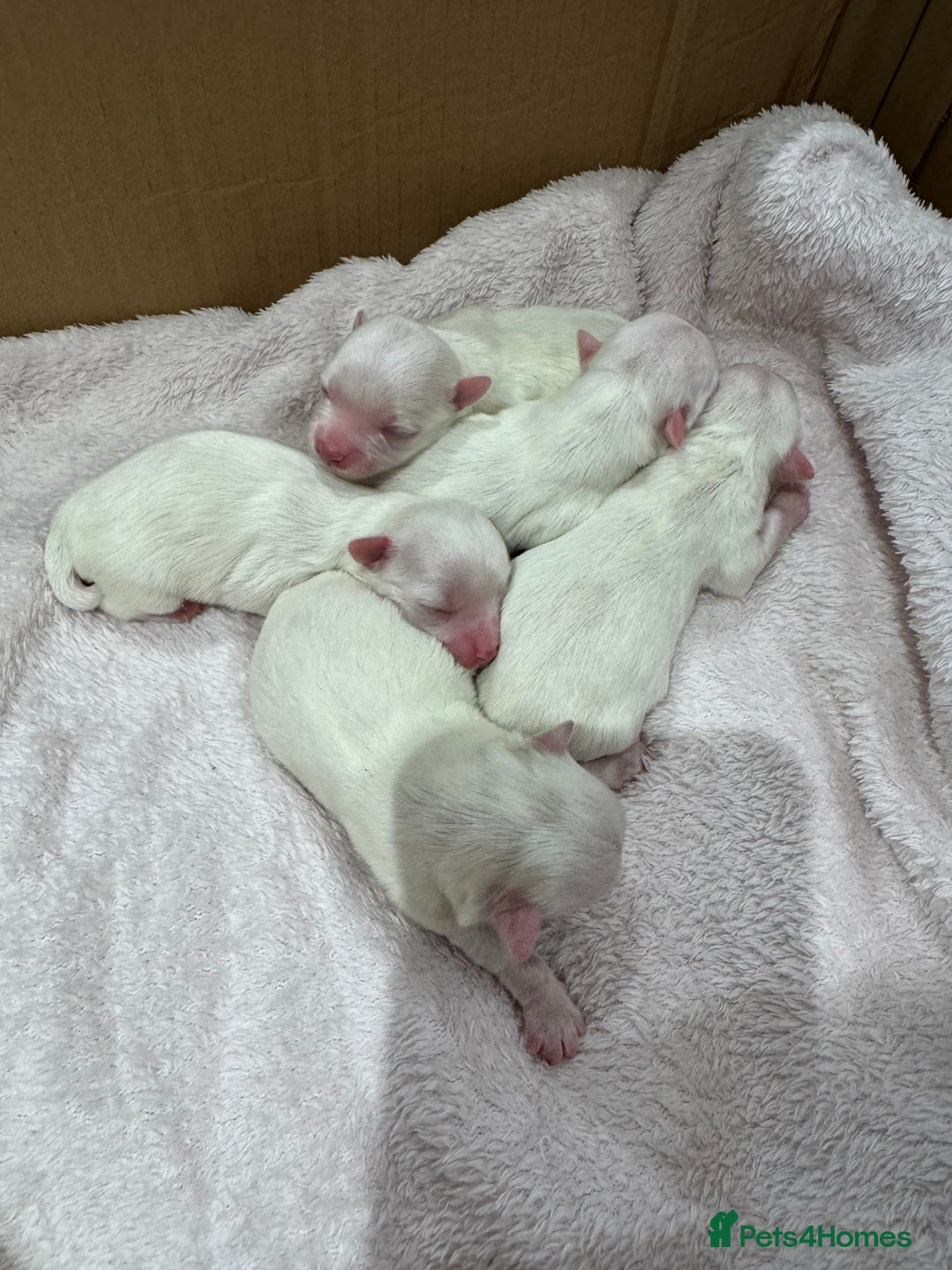Maltese dogs for sale: Maltese puppies - Image 4