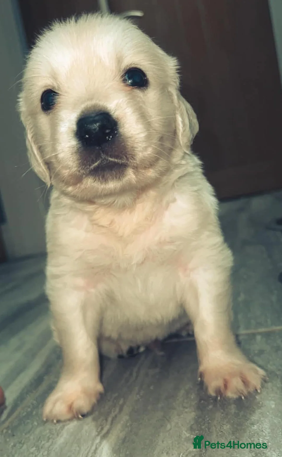 Golden Retriever dogs for sale: Golden Retriever boy - Advert 2