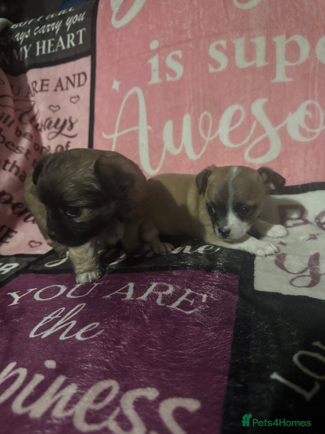 Chihuahua dogs for sale: 2 chihuahua Puppys  - Advert 6