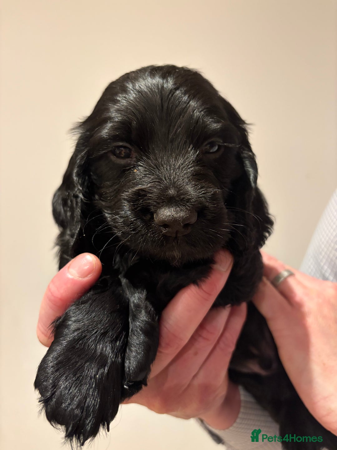 Cocker Spaniel dogs for sale: Working cocker spaniel puppies from family home - Advert 7