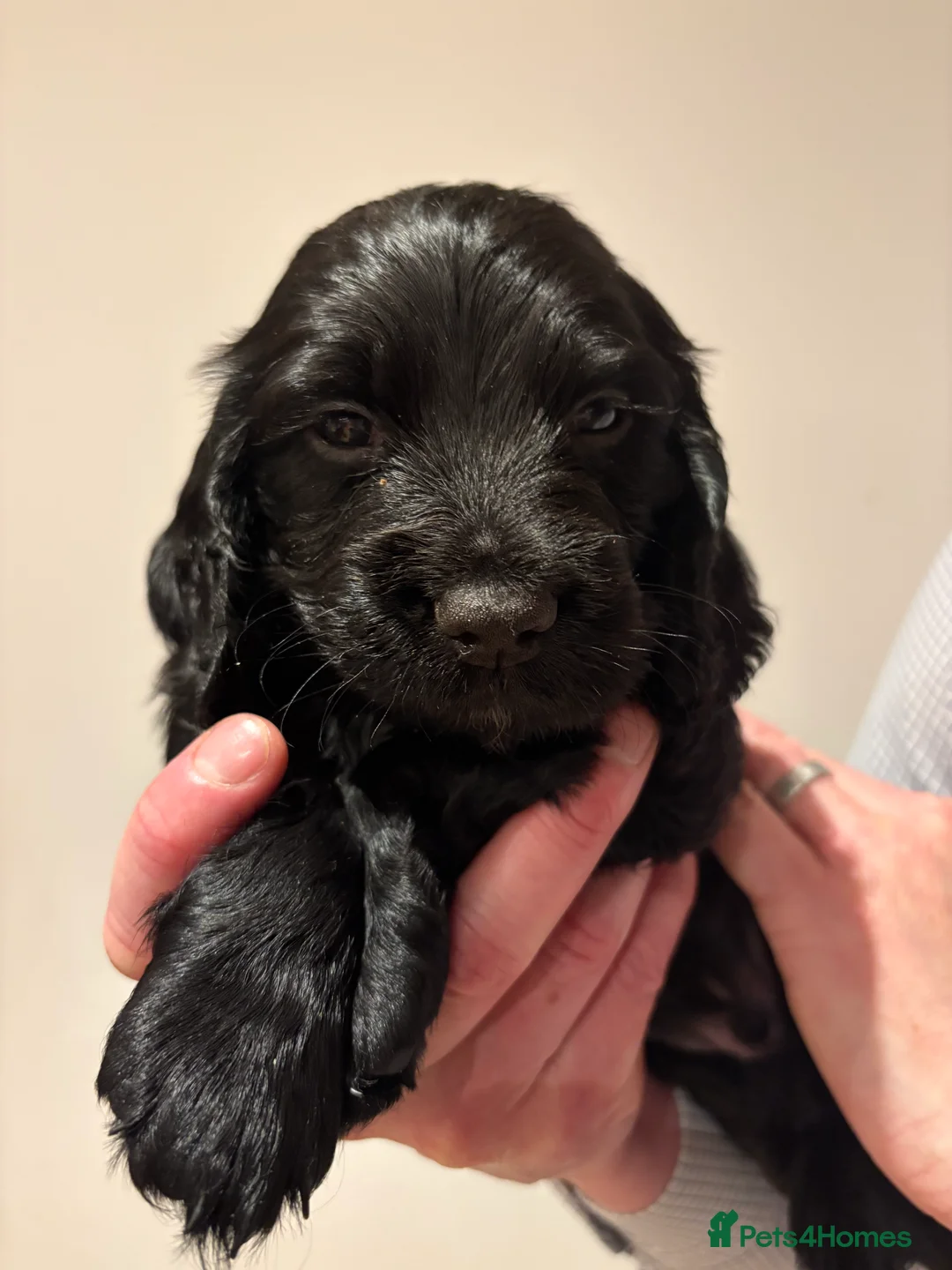 Cocker Spaniel dogs for sale: Working cocker spaniel puppies from family home - Advert 7