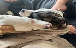 American Bulldog dogs for sale: Fawn American bulldog  - Image 2