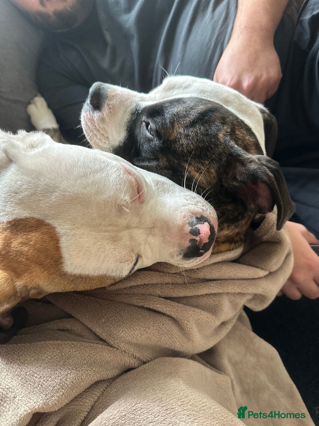 American Bulldog dogs for sale: Fawn American bulldog  - Image 2