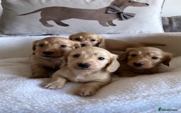 Miniature Dachshund dogs for stud: Beautiful Cream Long Hair for stud in Motherwell - Image 8