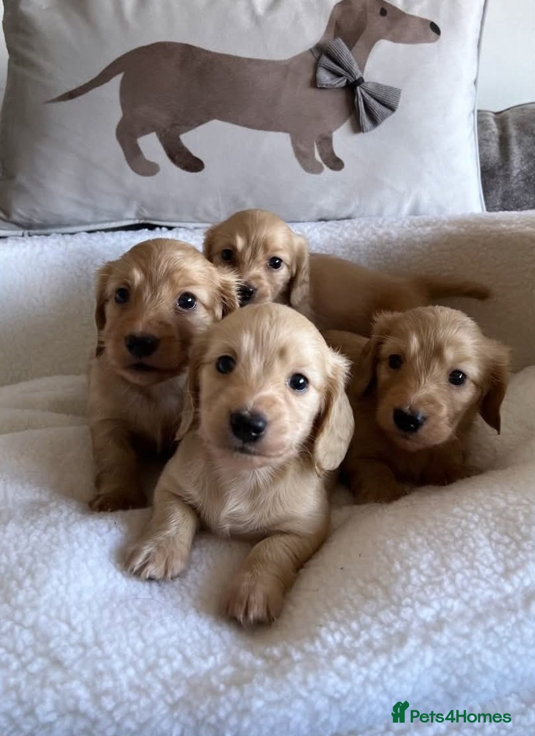 Miniature Dachshund dogs for stud: Beautiful Cream Long Hair for stud in Motherwell - Image 8