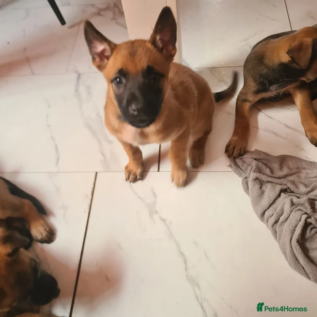 Belgian Shepherd Dog dogs for sale: Belgian malinois x german shepherd  - Advert 2